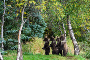 Cute little brown bear cubs with natal collars standing up alert on the side of the Brooks River waiting for mother bear, Katmai National Park, Alaska  © knelson20