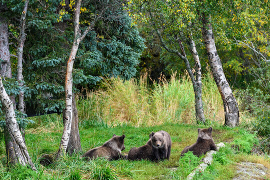 Cute little brown bear cubs with natal collars playing in grass on the side of the Brooks River waiting for mother bear, Katmai National Park, Alaska © knelson20