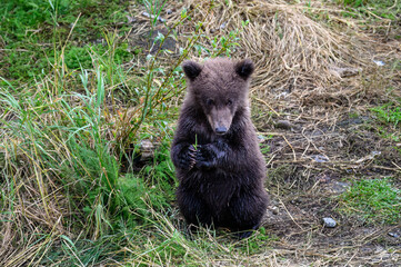 Cute little brown bear cub sitting up holding grass in its paws and looking up, Katmai National Park, Alaska  © knelson20