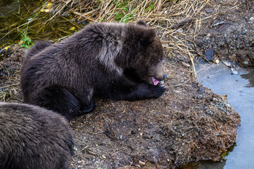 Cute little brown bear cub laying down and licking paw on the side of the Brooks River waiting for mother bear, Katmai National Park, Alaska
