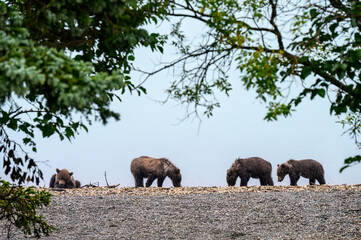 Cute little brown bear cubs playing on the beach of Nak Nak lake, Katmai National Park, Alaska
