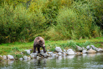 Adult brown bear on the side of the Brooks River looking for fish, Katmai National Park, Alaska
