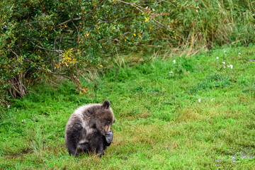 Cute little brown bear cub sitting and scratching ear with paw, Katmai National Park, Alaska
