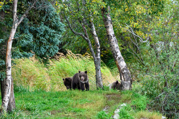 Cute little brown bear cubs with natal collars playing in grass on the side of the Brooks River waiting for mother bear, Katmai National Park, Alaska
