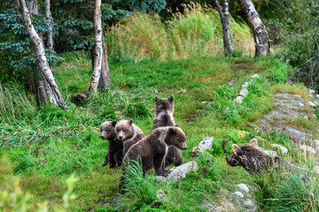 Fototapeta na wymiar Cute little brown bear cubs with natal collars playing in grass on the side of the Brooks River waiting for mother bear, Katmai National Park, Alaska 