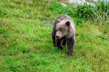Fototapeta premium Cute little brown bear cubs with natal collars playing in grass on the side of the Brooks River waiting for mother bear, Katmai National Park, Alaska 