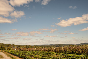 Blue sky sunny day with white fluffy clouds over rows of farmland
