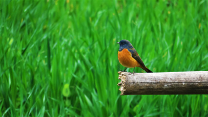 Blue Bird