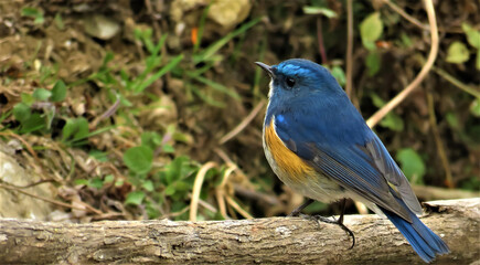 Blue Bird in Jungle