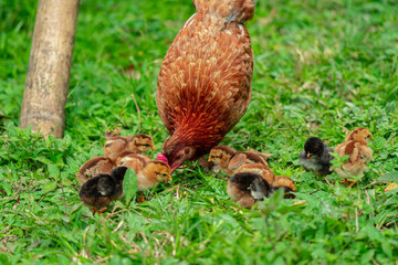 a hen looking for earthworms to feed her chicks