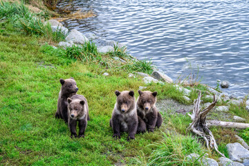 Cute little brown bear cubs with natal collars playing in grass on the side of the Brooks River waiting for mother bear, Katmai National Park, Alaska
