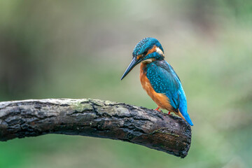 The common kingfisher (Alcedo atthis)the Eurasian kingfisher, and river kingfisher, is a small kingfisher with seven subspecies recognized within its wide distribution across Eurasia and North Africa.