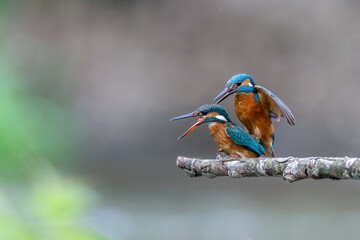 The common kingfisher (Alcedo atthis)the Eurasian kingfisher, and river kingfisher, is a small kingfisher with seven subspecies recognized within its wide distribution across Eurasia and North Africa.