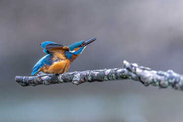 The common kingfisher (Alcedo atthis)the Eurasian kingfisher, and river kingfisher, is a small kingfisher with seven subspecies recognized within its wide distribution across Eurasia and North Africa.