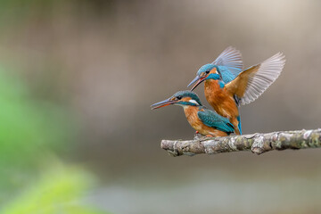 The common kingfisher (Alcedo atthis)the Eurasian kingfisher, and river kingfisher, is a small kingfisher with seven subspecies recognized within its wide distribution across Eurasia and North Africa.