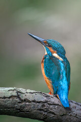The common kingfisher (Alcedo atthis)the Eurasian kingfisher, and river kingfisher, is a small kingfisher with seven subspecies recognized within its wide distribution across Eurasia and North Africa.