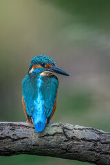 The common kingfisher (Alcedo atthis)the Eurasian kingfisher, and river kingfisher, is a small kingfisher with seven subspecies recognized within its wide distribution across Eurasia and North Africa.