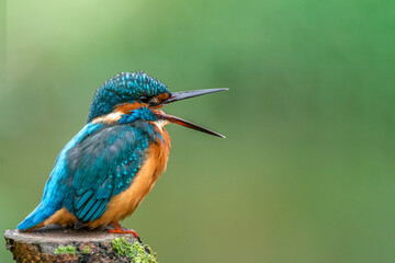 The common kingfisher (Alcedo atthis)the Eurasian kingfisher, and river kingfisher, is a small kingfisher with seven subspecies recognized within its wide distribution across Eurasia and North Africa.