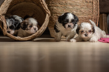 beautiful shih tzu puppies