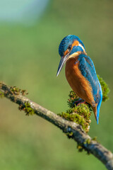 The common kingfisher (Alcedo atthis)the Eurasian kingfisher, and river kingfisher, is a small kingfisher with seven subspecies recognized within its wide distribution across Eurasia and North Africa.