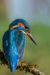 The common kingfisher (Alcedo atthis)the Eurasian kingfisher, and river kingfisher, is a small kingfisher with seven subspecies recognized within its wide distribution across Eurasia and North Africa.