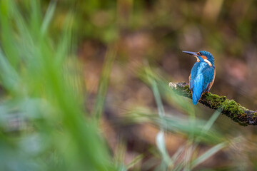 The common kingfisher (Alcedo atthis)the Eurasian kingfisher, and river kingfisher, is a small kingfisher with seven subspecies recognized within its wide distribution across Eurasia and North Africa.