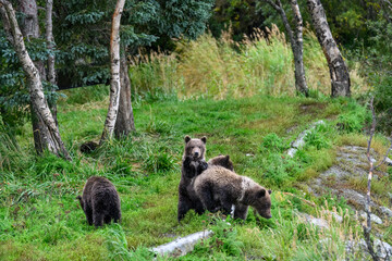 Cute little brown bear cubs with natal collars standing up alert on the side of the Brooks River waiting for mother bear, Katmai National Park, Alaska
