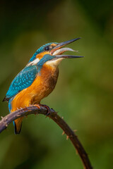 The common kingfisher (Alcedo atthis)the Eurasian kingfisher, and river kingfisher, is a small kingfisher with seven subspecies recognized within its wide distribution across Eurasia and North Africa.