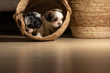 beautiful shih tzu puppies