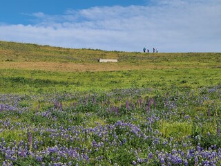 Hikers traverse open hillsides of Tassaraja Ridge blooming with sky lupines in the spring