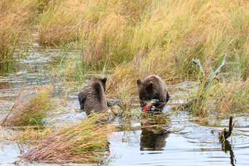 Two brown bear cubs playing on a log in the oxbow marsh in the Brooks River, Katmai National Park, Alaska
