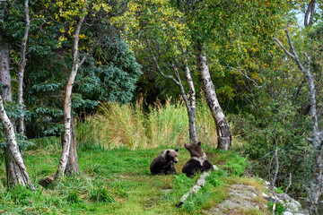 Cute little brown bear cubs with natal collars playing in grass on the side of the Brooks River waiting for mother bear, Katmai National Park, Alaska
