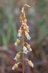 Cinnamon Bells (Gastrodia sesamoides), a leafless, saprophytic orchid - NSW, Australia
