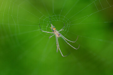 macro selective focus of a spider walking on the spider web