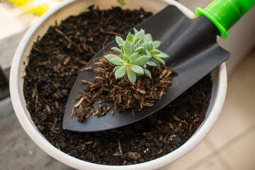 planting succulents in the garden