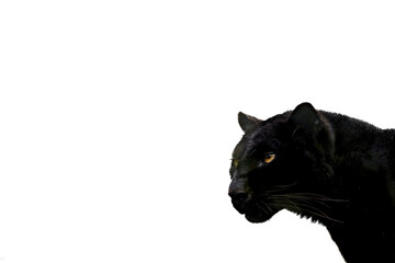 Black panther template with white background