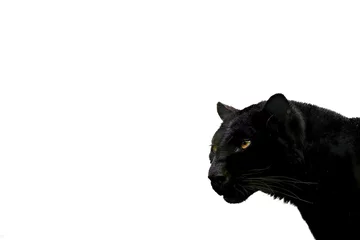 Tuinposter Black panther template with white background © ND STOCK