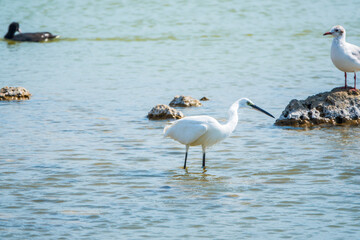 The small white heron or Little egret stands in the lake