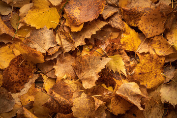 background of golden autumn leaves, top view close-up autumn background