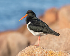 Australian Pied Oystercatcher (Haematopus longirostris) perched on rocks - listed as Endangered in...