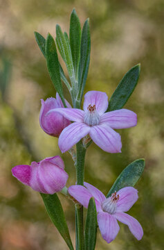 Wax Flower (Eriostemon australasius) - shrub endemic to NSW & Queensland, Australia