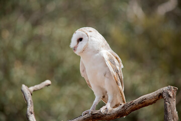 the barn owl has a white body and chest with tan and brown markings on its back