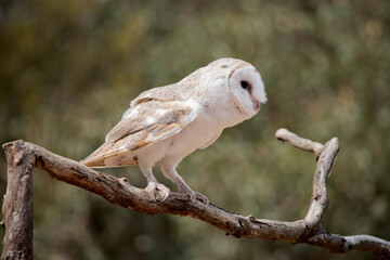 the barn owl is perched on a branch