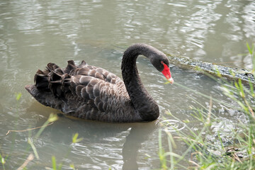 Naklejka premium the black swan is mainly all black with white edging on its feathers, it has a red eye and red beak with a white stripe