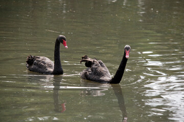 Fototapeta premium the black swan is mainly all black with white edging on its feathers, it has a red eye and red beak with a white stripe