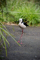 the black winged stilt is a black and white water bird