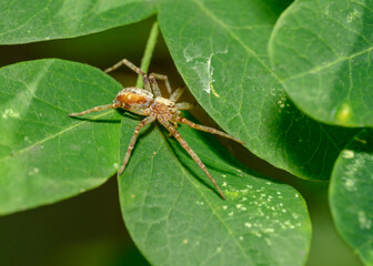 Brown spider hunts sitting on leaves in the forest
