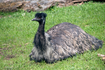 the Austalian emu is a large flightless bird with long feather on its back with a black head