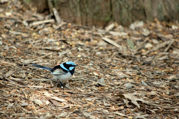 the fairy wren has a white stomach and black chest, tail and back, with blue on its forehead and cheeks