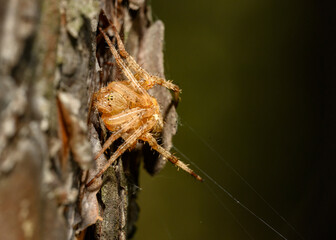 A big brown spider weaves a web in the forest